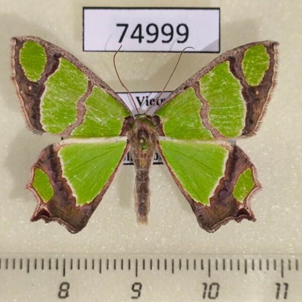 Geometridae Agathia carissima Vietnam