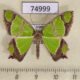 74999p Geometridae Agathia carissima Vietnam $15