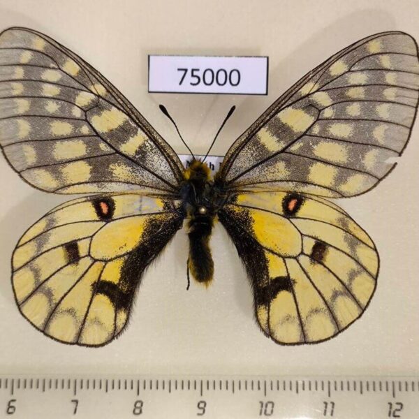 Papilionidae Parnassius eversmanni sasai North Korea