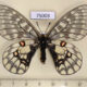 75003p Papilionidae Parnassius eversmanni sasai f North Korea $250