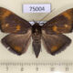 75004p Noctuidae Platyja acerces f Vietnam $4