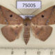 75005p Noctuidae Ugia sundana f Vietnam $9