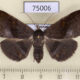 75006p Noctuidae Mecodina aequilinea f Vietnam $10