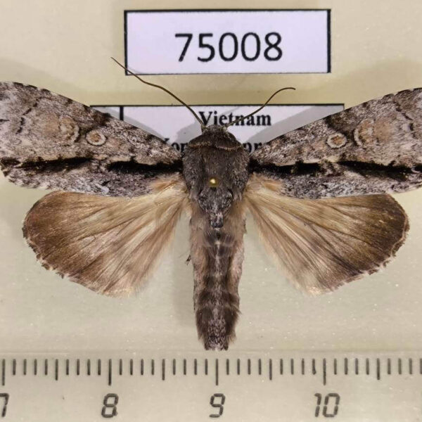 Noctuidae Craniophora malesiae Vietnam
