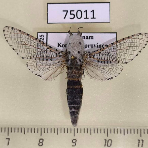 Cossidae Zeuzera yuennani Vietnam