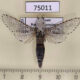 75011p Cossidae Zeuzera yuennani Vietnam $25