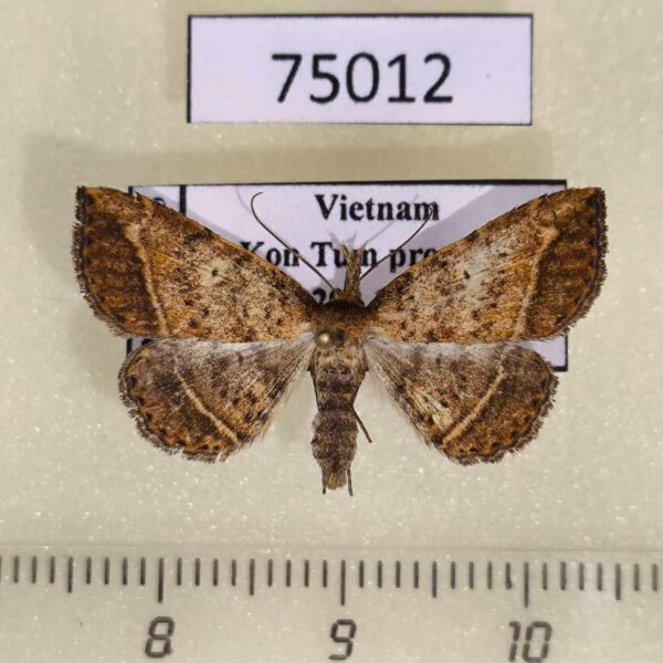 Noctuidae Polypogon sp. Vietnam