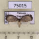 75015p Arctiidae Hemonia orbiferana Vietnam $9