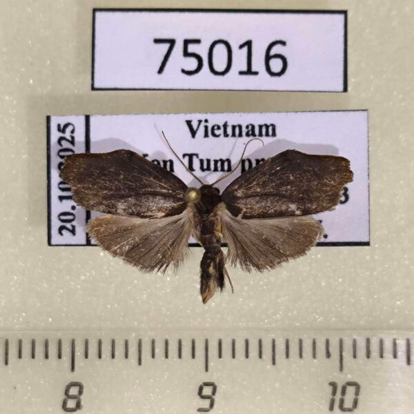 Arctiidae Macaduma borneana Vietnam