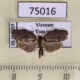 75016p Arctiidae Macaduma borneana Vietnam $6
