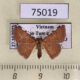 75019p Noctuidae Corgatha implexata Vietnam $12