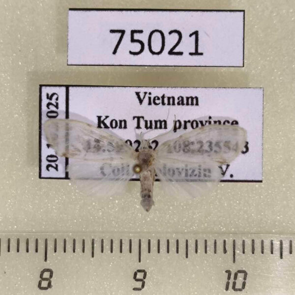 Arctiidae Schistophleps sp. Vietnam