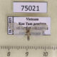 75021p Arctiidae Schistophleps sp. Vietnam $7