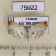 75022p Crambidae Trichophysetis hampsoni Vietnam $8