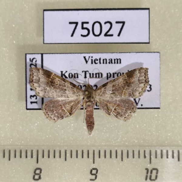 Noctuidae sp. Vietnam