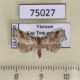 75027p Noctuidae sp. Vietnam $10