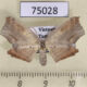 75028p Drepanidae Gogana sp. Vietnam $9