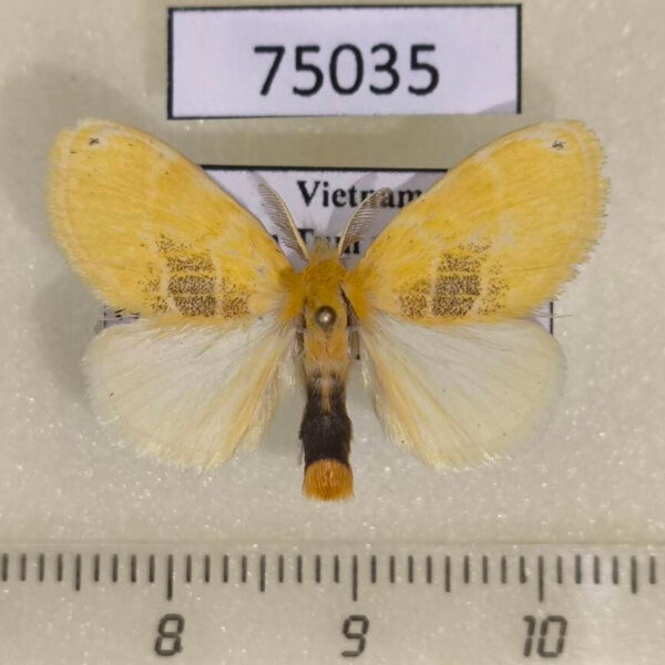 Lymantridae Euproctis sp. Vietnam