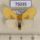 75035p Lymantridae Euproctis sp. Vietnam $7