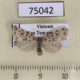 75042p Arctiidae Siccia taiwana Vietnam $6