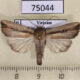 75044p Noctuidae Mythimna nigrilinea Vietnam $7