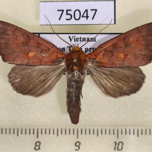 Noctuidae Rusicada leucolopha Vietnam