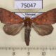75047p Noctuidae Rusicada leucolopha Vietnam $9