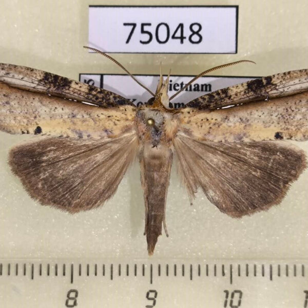Noctuidae Cephena costata Vietnam