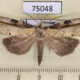 75048p Noctuidae Cephena costata Vietnam $14
