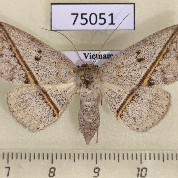 Noctuidae Ugia insuspecta f Vietnam