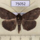75052p Noctuidae Mecodina bisignata Vietnam $6