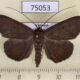 75053p Noctuidae Mecodina bisignata Vietnam $7