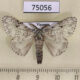 75056p Lymantridae Lymantria defreinai Vietnam $12