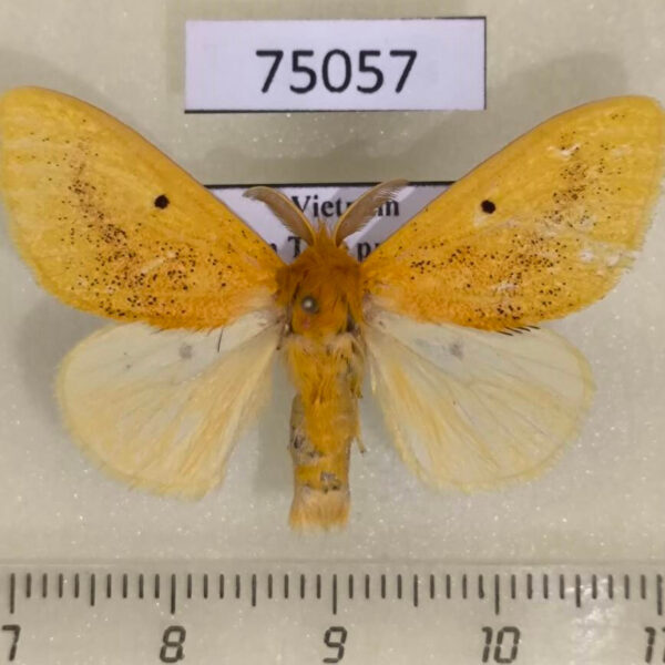 Lymantridae Nygmia plana Vietnam