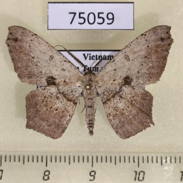 Geometridae sp. Vietnam