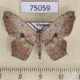 75059p Geometridae sp. Vietnam $5