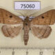 75060p Noctuidae Simplicia robustalis Vietnam $10