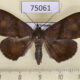 75061p Noctuidae Mecodina bisignata f Vietnam $6