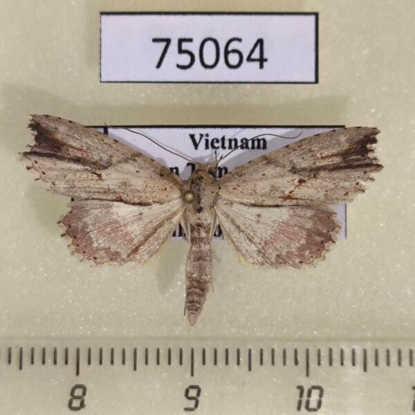 Noctuidae Olulis puncticinctalis Vietnam
