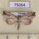 75064p Noctuidae Olulis puncticinctalis Vietnam $12
