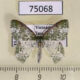 75068p Geometridae Eucyclodes albisparsa Vietnam $6