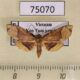 75070p Thyrididae Collinsa sphoraria Vietnam $9