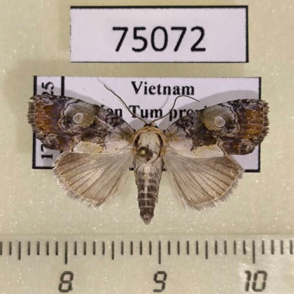 Noctuidae Negritothripa orbifera Vietnam