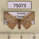 75073p Noctuidae Oruza costata Vietnam $10
