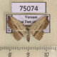 75074p Noctuidae Corgatha atrifalcis Vietnam $17