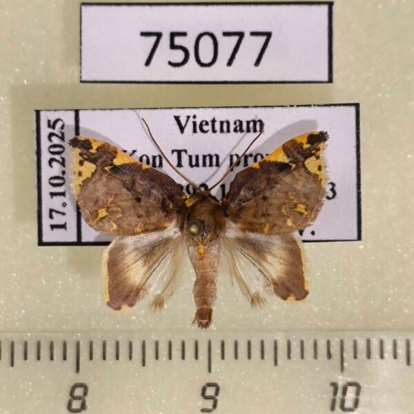 Noctuidae Cossedia hyriodes Vietnam