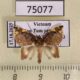 75077p Noctuidae Cossedia hyriodes Vietnam $15