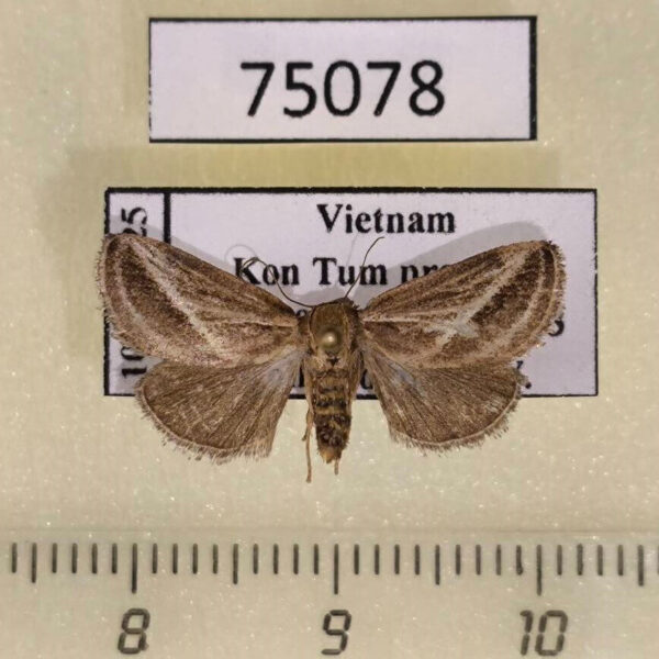 Noctuidae sp. f Vietnam