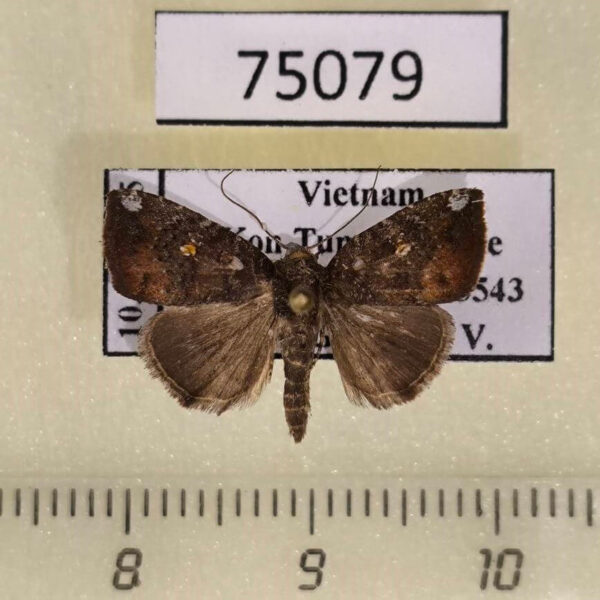 Noctuidae Androlymnia stellata Vietnam