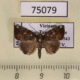 75079p Noctuidae Androlymnia stellata Vietnam $8